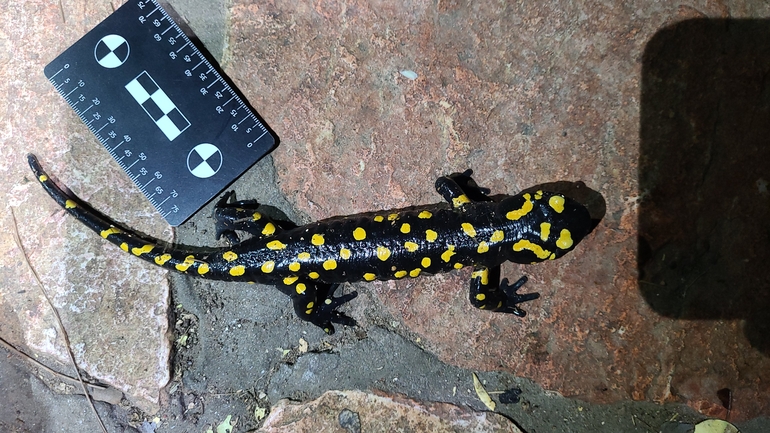 Salamandra infraimmaculata  photographed by אדווה פרץ 