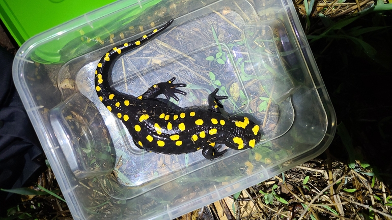 Salamandra infraimmaculata  photographed by אדווה פרץ 