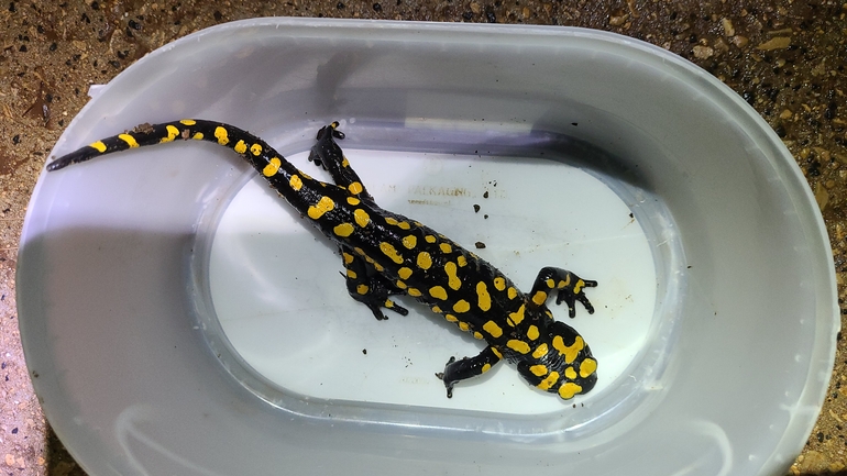 Salamandra infraimmaculata  photographed by אדווה פרץ 