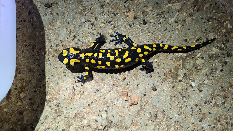 Salamandra infraimmaculata  photographed by אדווה פרץ 