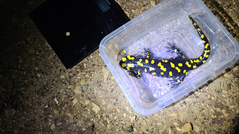 Salamandra infraimmaculata  photographed by אדווה פרץ 