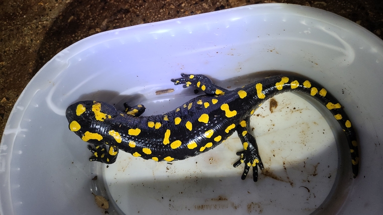 Salamandra infraimmaculata  photographed by אדווה פרץ 