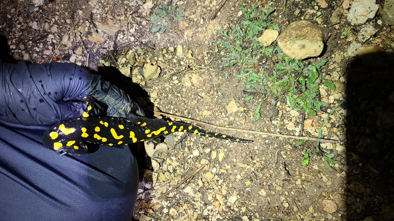 Salamandra infraimmaculata  photographed by אדווה פרץ 