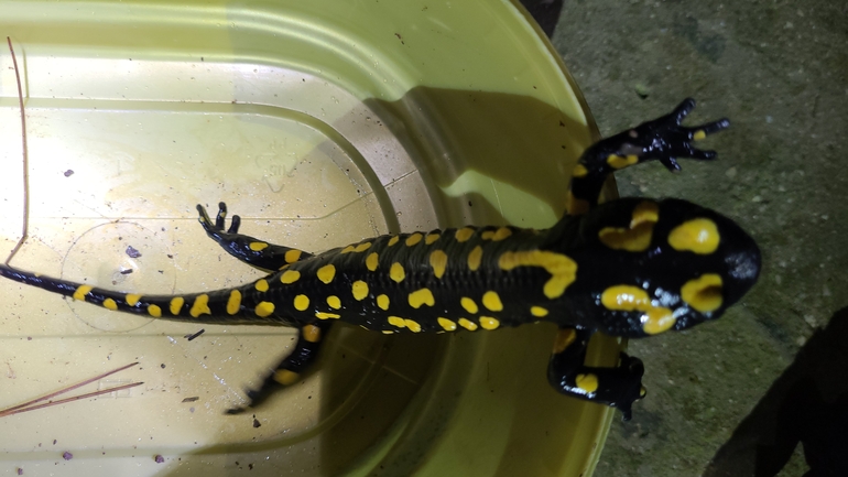 Salamandra infraimmaculata  photographed by אדווה פרץ 