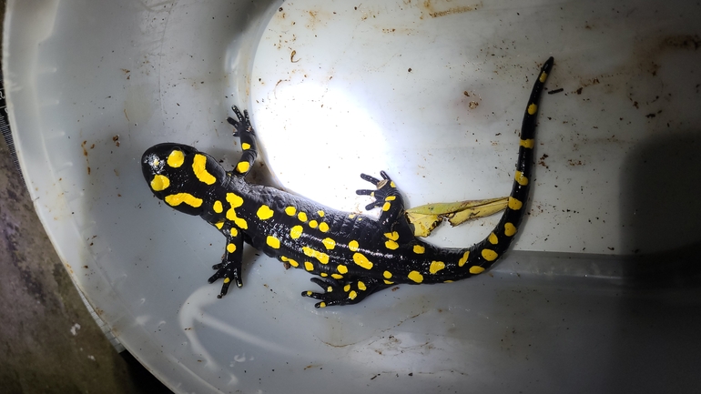 Salamandra infraimmaculata  photographed by אדווה פרץ 