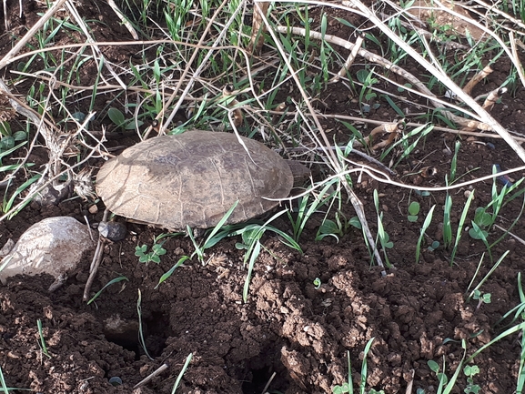 Mauremys caspica rivulata  photographed by לירז כברה 