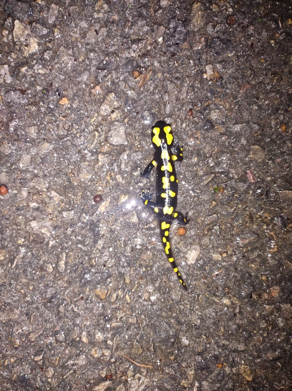 Salamandra infraimmaculata  photographed by רמדאן עיסא 