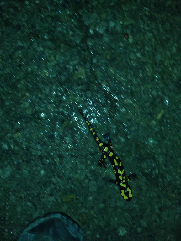 Salamandra infraimmaculata  photographed by רמדאן עיסא 