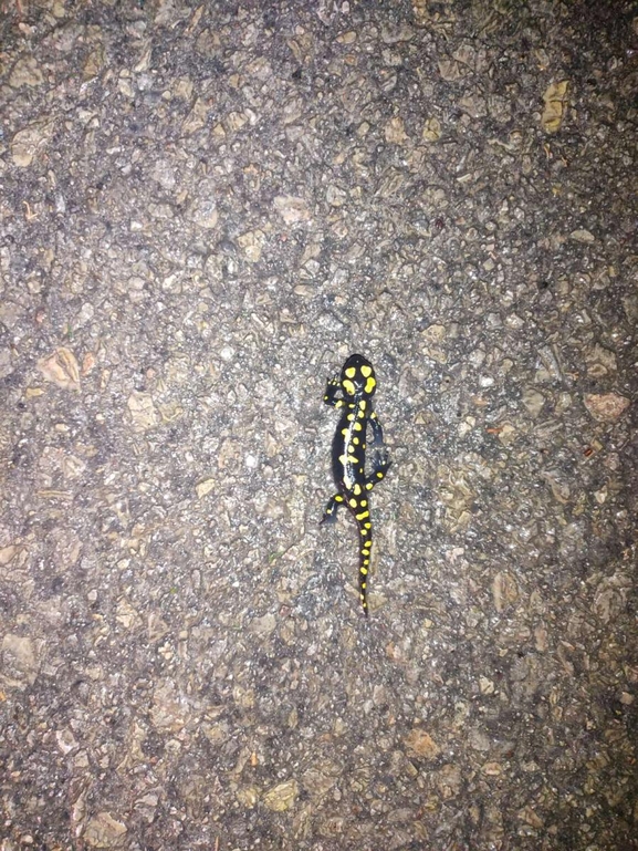 Salamandra infraimmaculata  photographed by רמדאן עיסא 