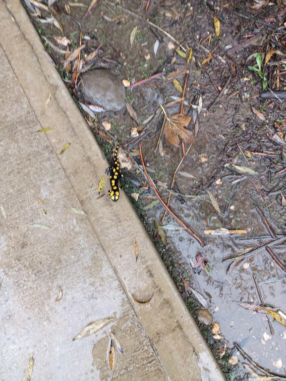 Salamandra infraimmaculata  photographed by צוות תל דן 