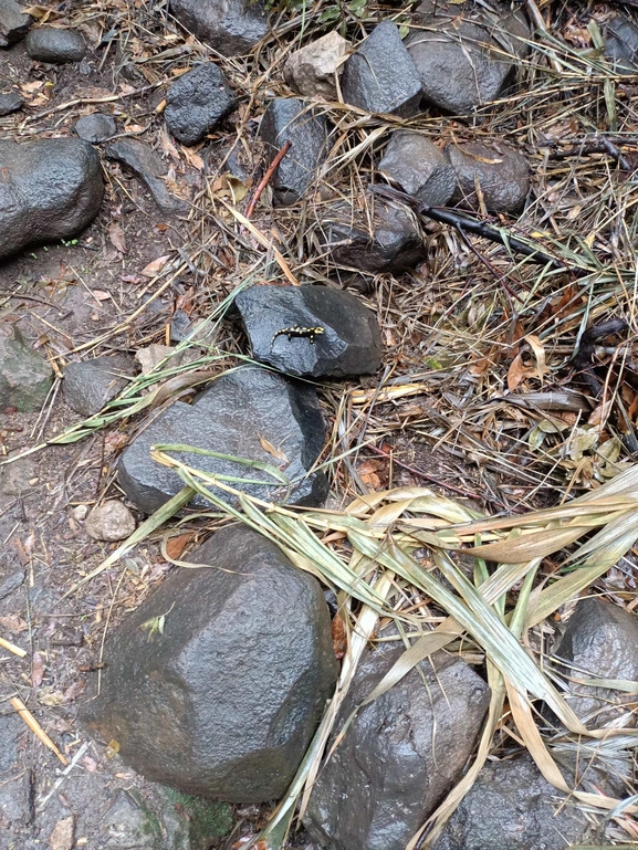 Salamandra infraimmaculata  photographed by צוות תל דן 