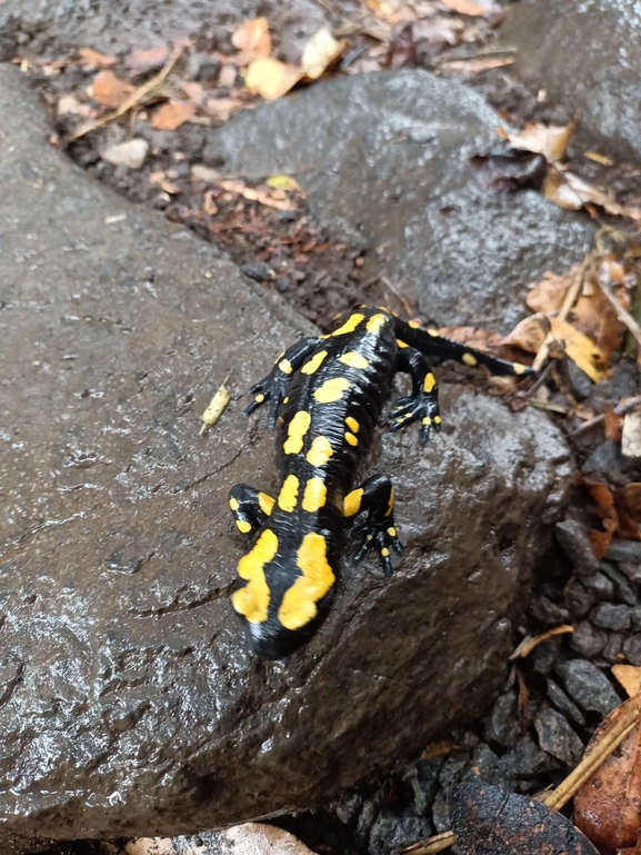 Salamandra infraimmaculata  photographed by צוות תל דן 