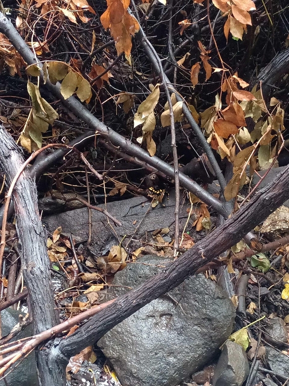 Salamandra infraimmaculata  photographed by צוות תל דן 