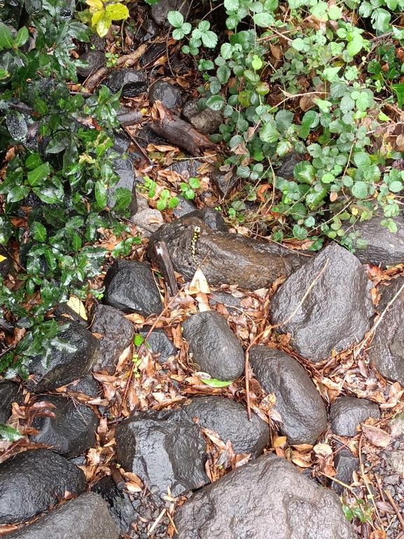 Salamandra infraimmaculata  photographed by צוות תל דן 