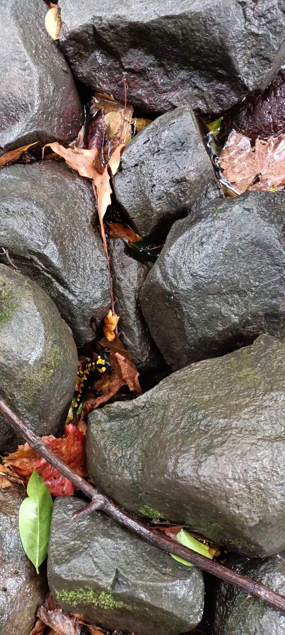 Salamandra infraimmaculata  photographed by צוות תל דן 