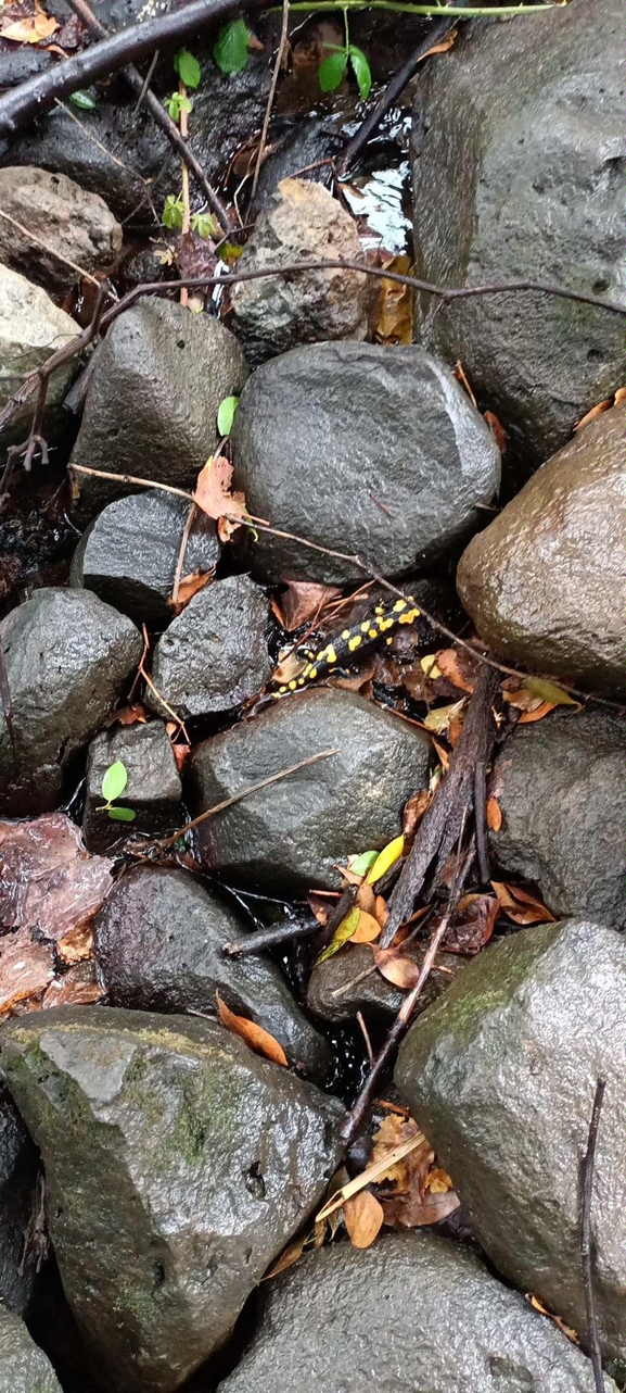 Salamandra infraimmaculata  photographed by צוות תל דן 