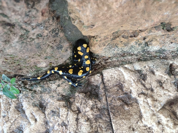 Salamandra infraimmaculata  photographed by צוות תל דן 