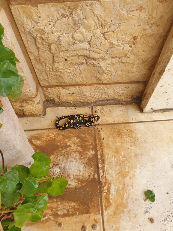 Salamandra infraimmaculata  photographed by עמיחי גלעדי 