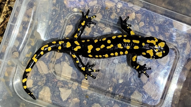 Salamandra infraimmaculata  photographed by אולגה ריבק 