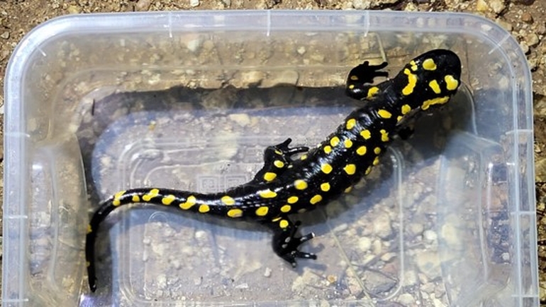 Salamandra infraimmaculata  photographed by אולגה ריבק 