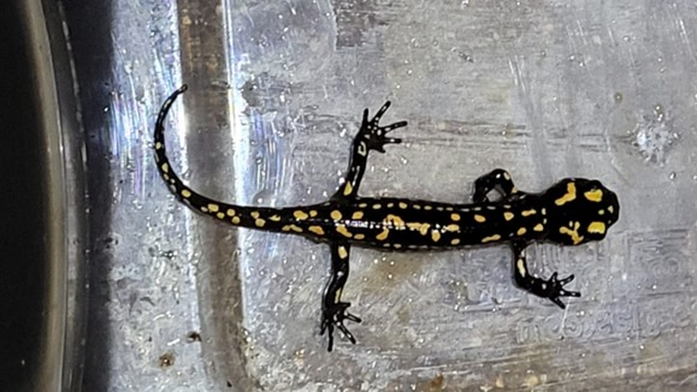 Salamandra infraimmaculata  photographed by אולגה ריבק 