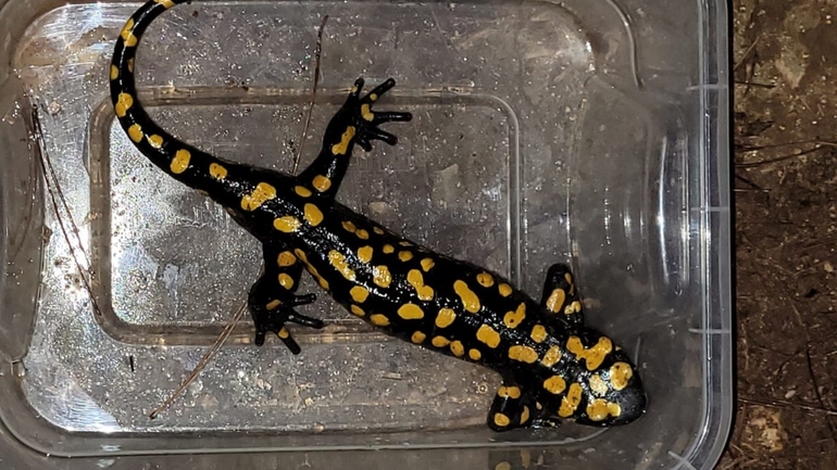 Salamandra infraimmaculata  photographed by אולגה ריבק 