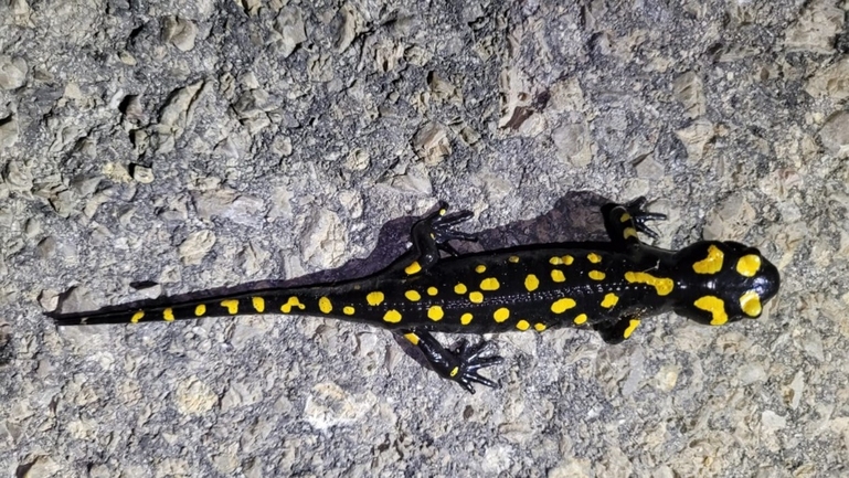 Salamandra infraimmaculata  photographed by אולגה ריבק 