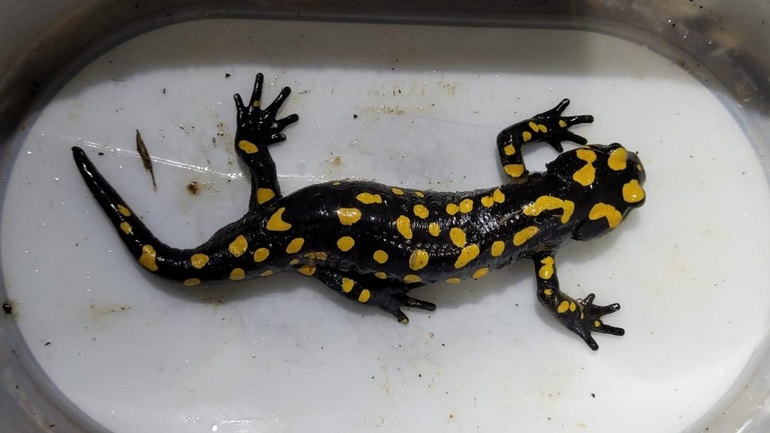 Salamandra infraimmaculata  photographed by אולגה ריבק 