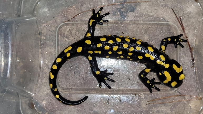 Salamandra infraimmaculata  photographed by אולגה ריבק 