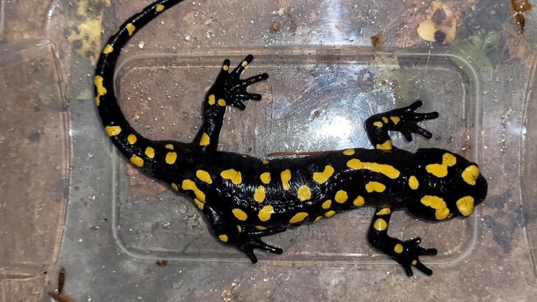 Salamandra infraimmaculata  photographed by אולגה ריבק 