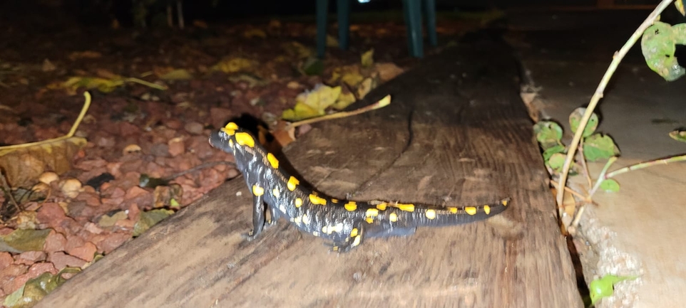 Salamandra infraimmaculata  