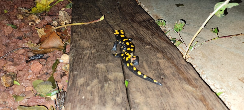 Salamandra infraimmaculata  