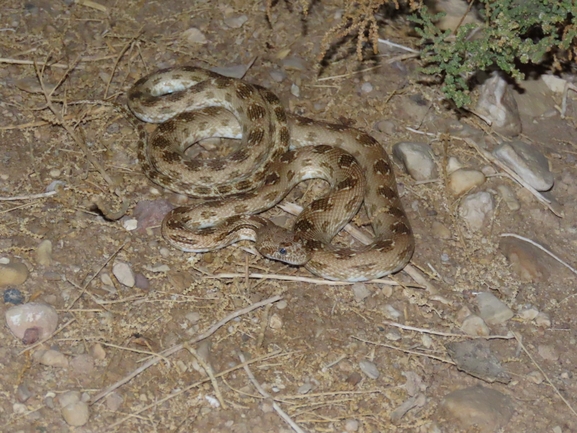 Spalerosophis diadema cliffordi  photographed by ערן גיסיס 