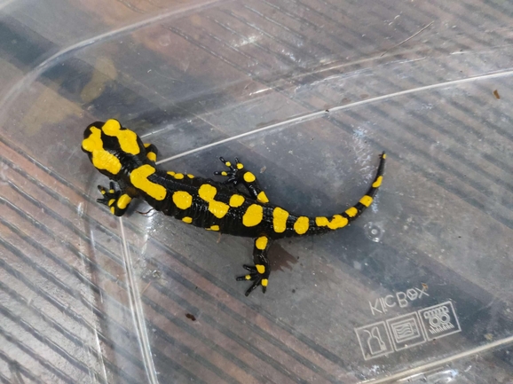 Salamandra infraimmaculata  photographed by רמדאן עיסא 