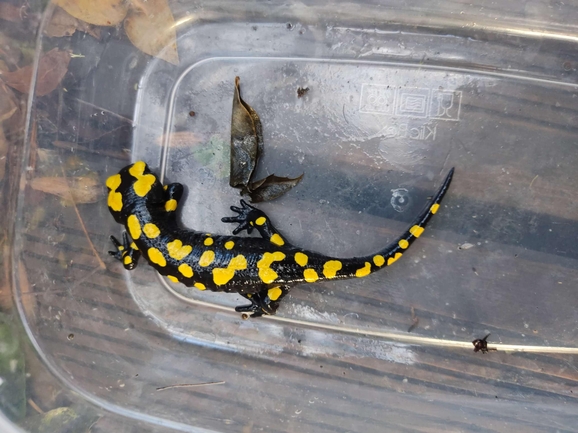 Salamandra infraimmaculata  photographed by רמדאן עיסא 