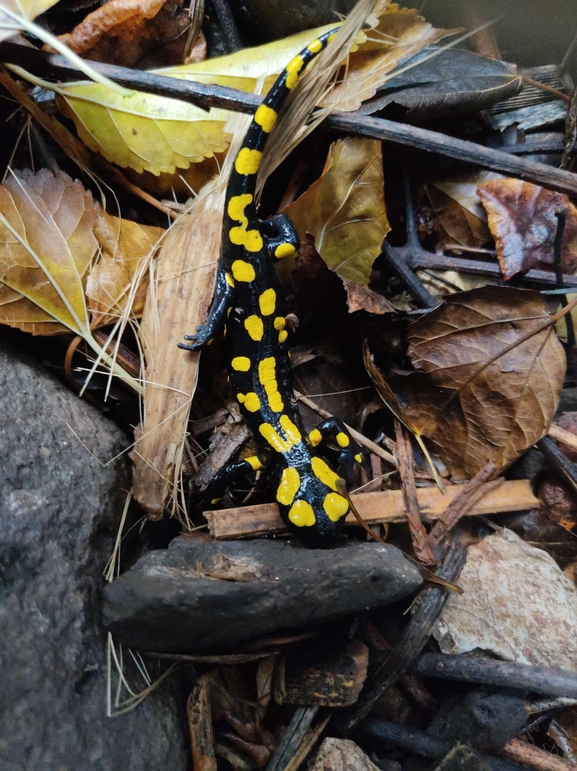 Salamandra infraimmaculata  photographed by רמדאן עיסא 