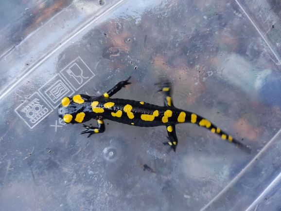 Salamandra infraimmaculata  photographed by רמדאן עיסא 