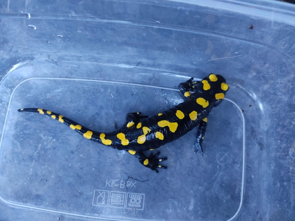 Salamandra infraimmaculata  photographed by רמדאן עיסא 