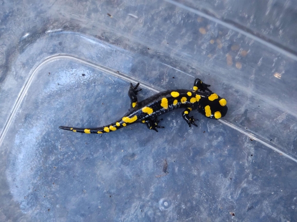 Salamandra infraimmaculata  photographed by רמדאן עיסא 