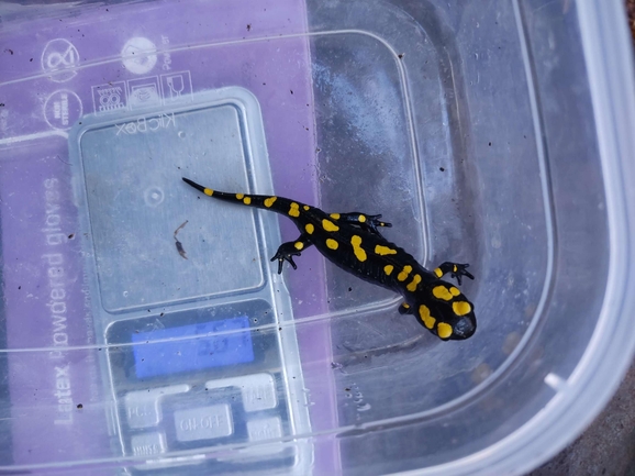 Salamandra infraimmaculata  photographed by רמדאן עיסא 