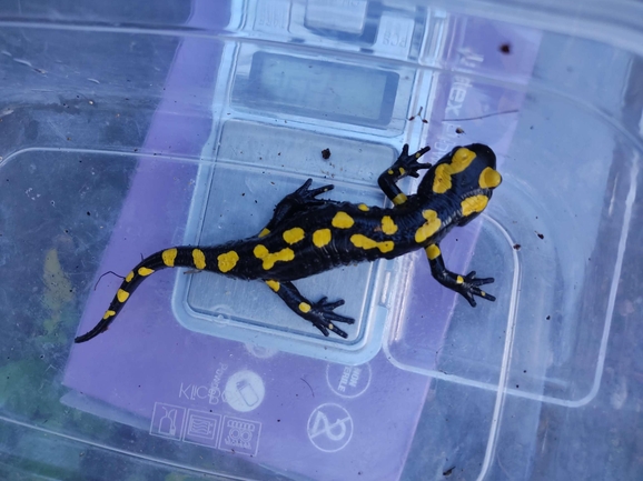 Salamandra infraimmaculata  photographed by רמדאן עיסא 