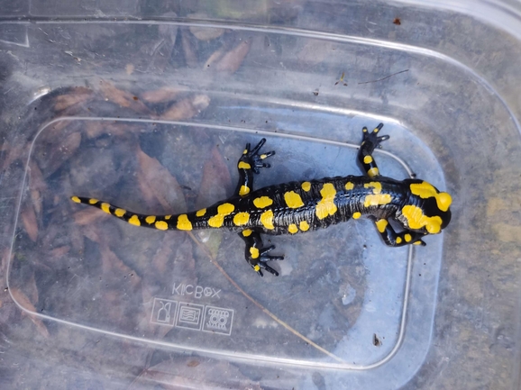 Salamandra infraimmaculata  photographed by רמדאן עיסא 