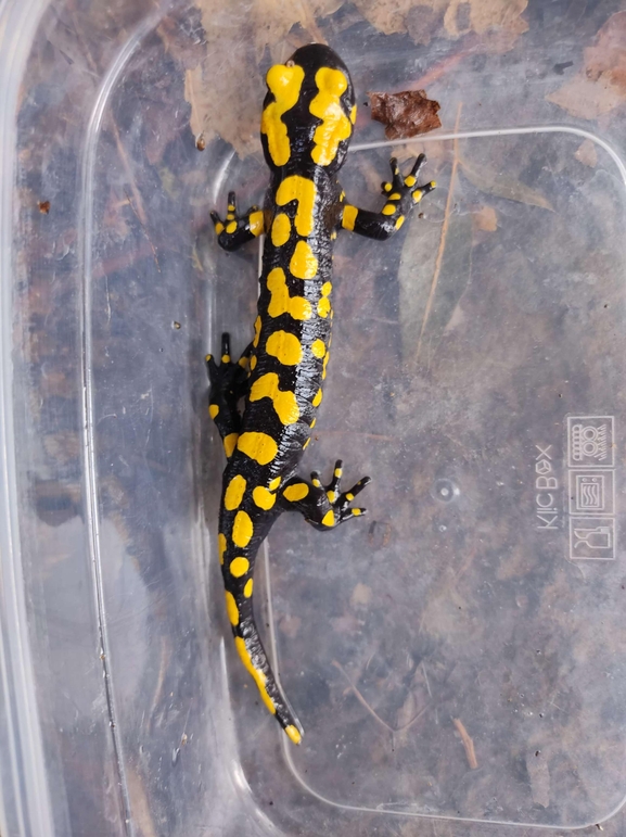 Salamandra infraimmaculata  photographed by רמדאן עיסא 