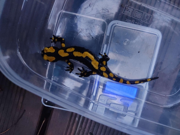 Salamandra infraimmaculata  photographed by רמדאן עיסא 