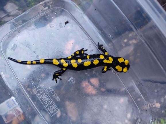 Salamandra infraimmaculata  photographed by רמדאן עיסא 