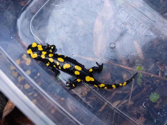 Salamandra infraimmaculata  photographed by רמדאן עיסא 