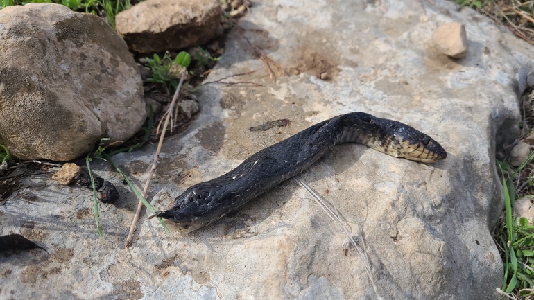 Dolichophis jugularis  photographed by ליעד כהן 