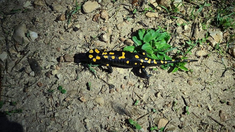 Salamandra infraimmaculata  photographed by רותם שדה 