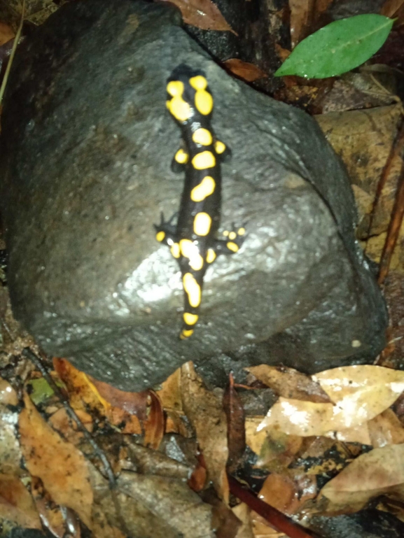 Salamandra infraimmaculata  photographed by צוות תל דן 