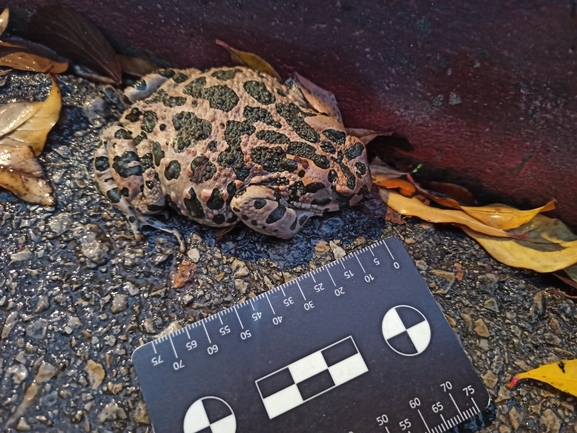 Bufo viridis  photographed by בעז שחם 